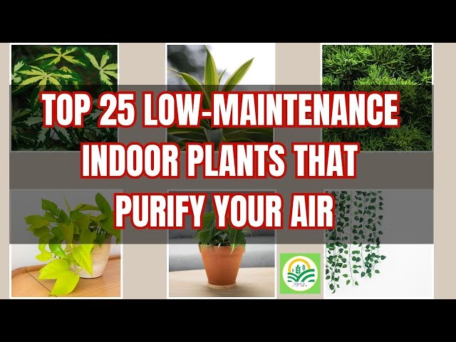 Top 25 Low-Maintenance Indoor Plants That Purify Air | Best Air-Purifying Houseplants 🌿