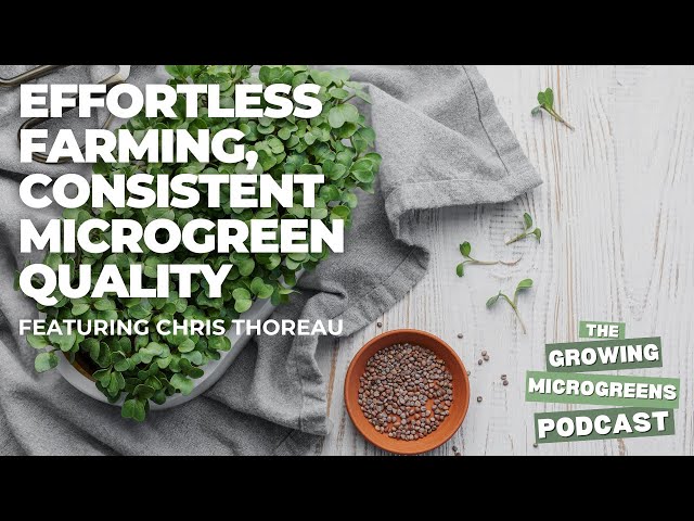 Mastering Microgreens: Year-Round Growing Tips for Maximum Yields!