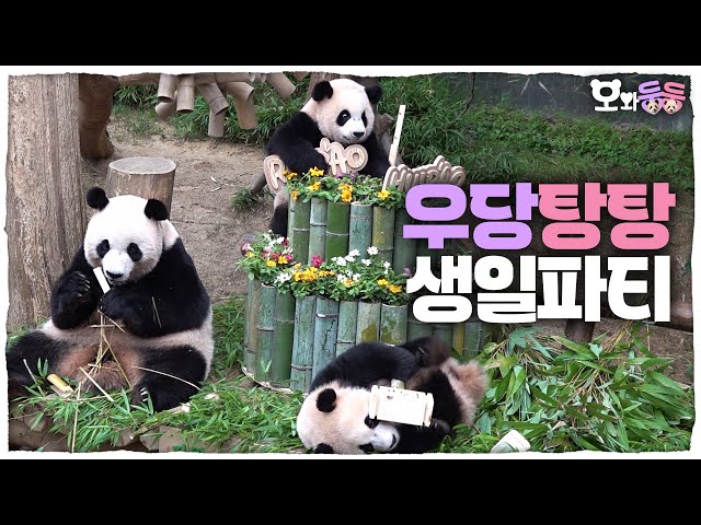 (SUB) Baby Twin Pandas' First Birthday Party 🐼│Panda World