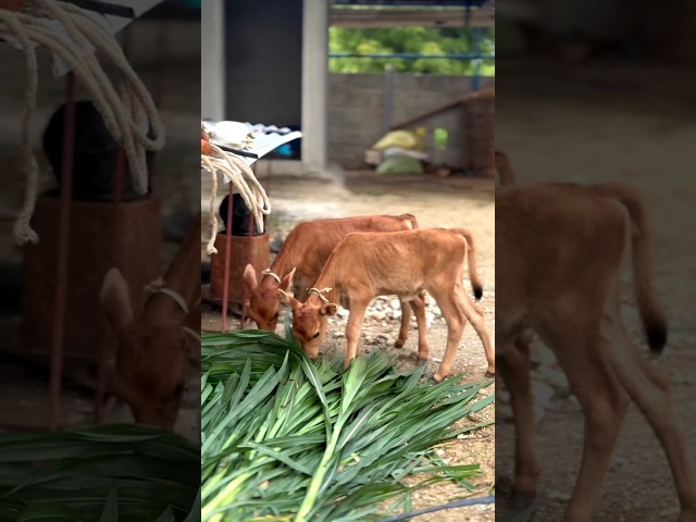 பக்கத்து வீட்டு காரங்களோட மாடு ரெண்டு கன்று குட்டி போட்டுச்சு... #shorts #villagelife #trending