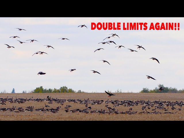 DOUBLE LIMITS AGAIN ... Claudio Ongaro's Hired to Hunt Season 5 Episode 6: Limits at Ongaro's