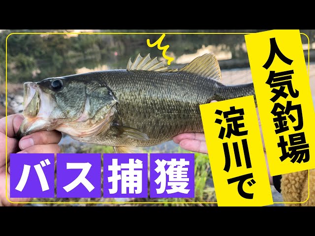 大阪の超メジャースポットの淀川でバスを捕獲！プレッシャーを避ける方法とは！？