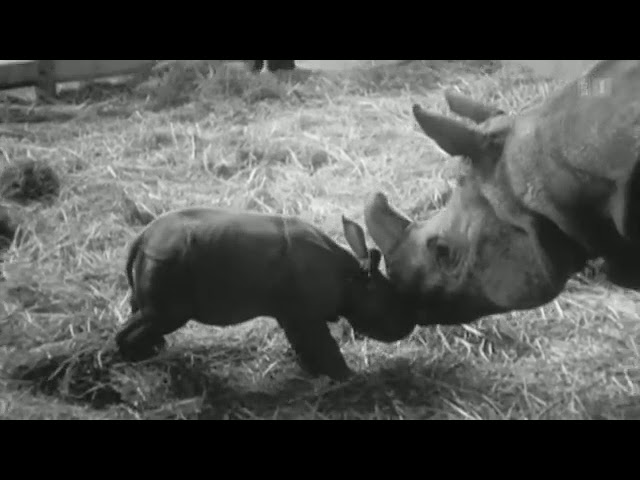 Historical footage Basel Zoo, highlights since the Zoo's opening