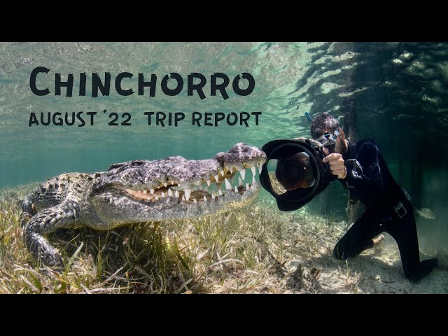 Diving with Crocodiles at Chinchorro Banks (4K)