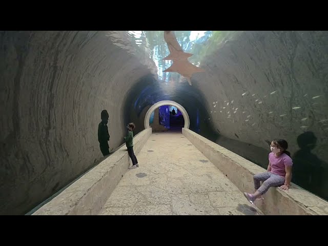 shark tank tunnel