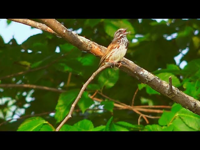 Bruant Chanteur Le Virtuose / Song Sparrow The  Virtuoso / Aventure Nature / Serge Tonietto-Giguère