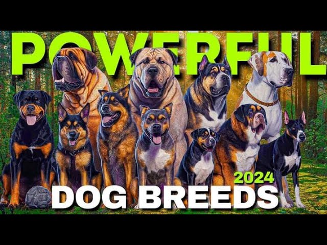 10 Dog Breeds In The World In Urdu/Hindi | Pet dogs #dog