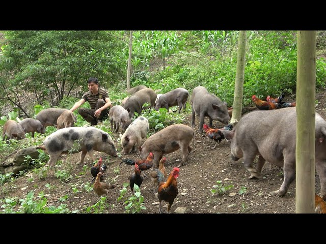 Today 40 wild boars and wild chickens are free. Robert | Green forest life (ep297)