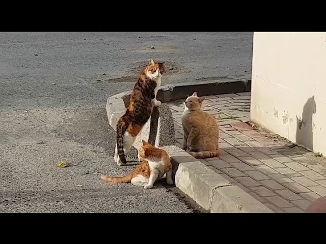 Istanbul Katzen Hunde. Alles Gute und Gesundheit für 2019!