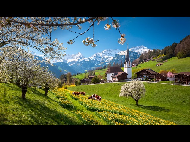 Beautiful Spring Vibes in Switzerland with 🌸 Cherry Blossoms and🌼Daffodils