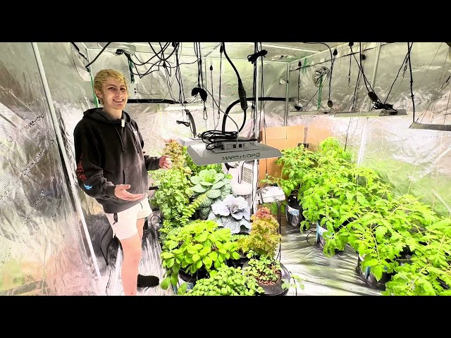 Reviewing 3 kratky experiments Perlite 5 gallon buckets all in one aero garden nutrients / peroxide