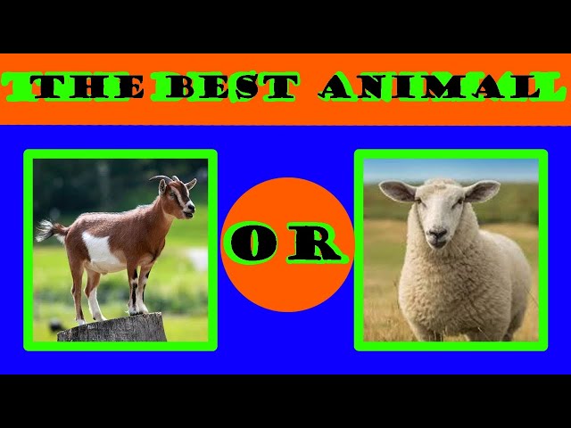 Impossible Choices in Animal Compilation. episodes 51-100