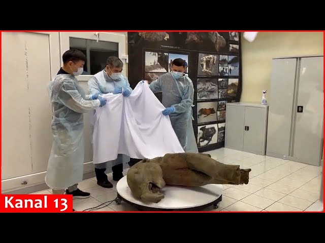 Remains of 50,000-year-old baby mammoth found in Siberia