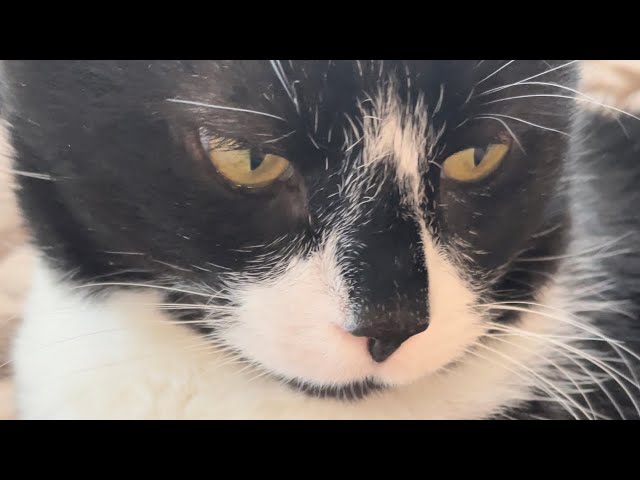 Kitty Cat ASMR Purring On YouTube! #catlover #pets #cat #cute #kitty #youtube #asmr