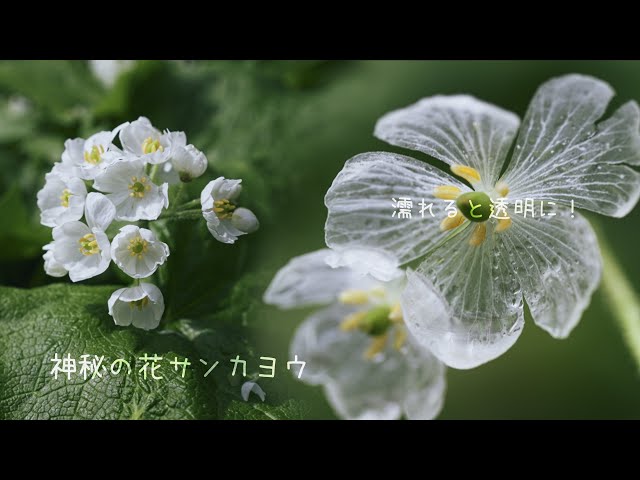 神秘の花サンカヨウ