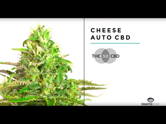 Cheese Autoflowering CBD feminized marijuana strain by Dinafem Seeds