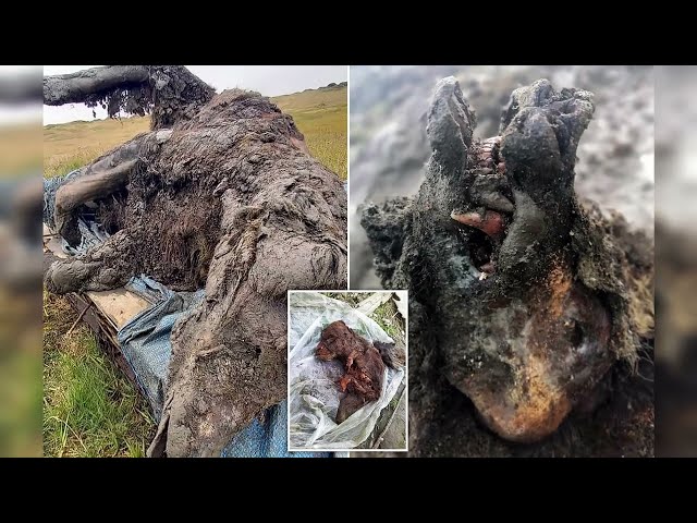 3500 year old bear found in Siberian permafrost