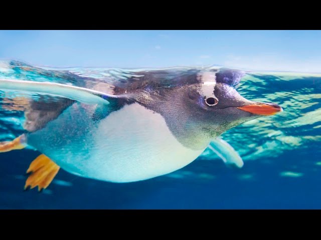 Weird and wonderful jobs in 360°: a day in the life of a penguin keeper