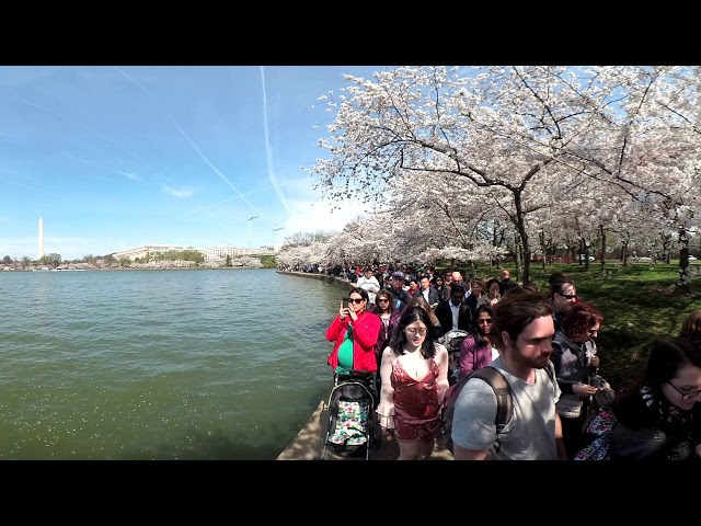 Cherry Blossoms at Peak Bloom in Washington, D.C. | YI 360 5.7k #VR