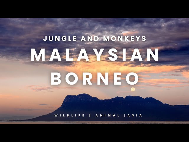 MALAYSIAN BORNEO 🇲🇾 2016 | Road trip in the Jungle