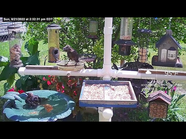 Too hot In Florida For Grackles