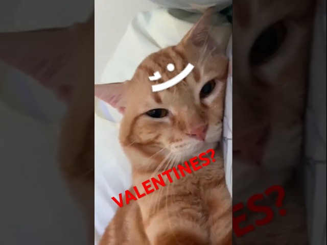 Red CAT Tries To Steal YOUR GIRL 🤣 | Wholesome Moments