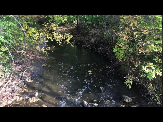 Fletcher's Creek, Chris Gibson Park, 9 October 2020