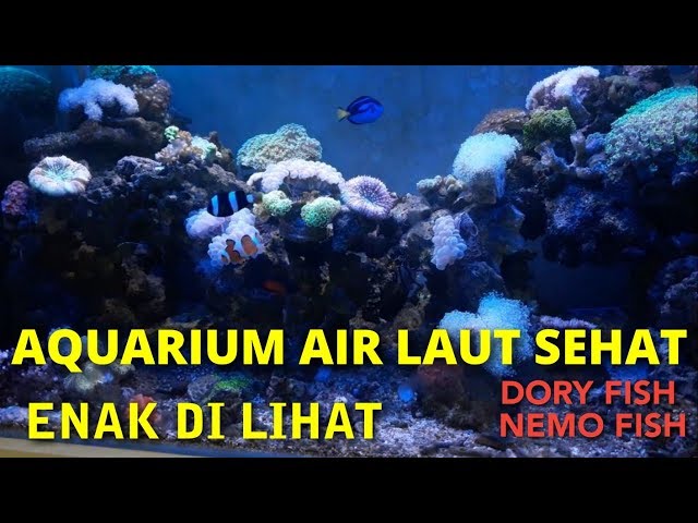 HEALTHY SEA WATER AQUARIUM