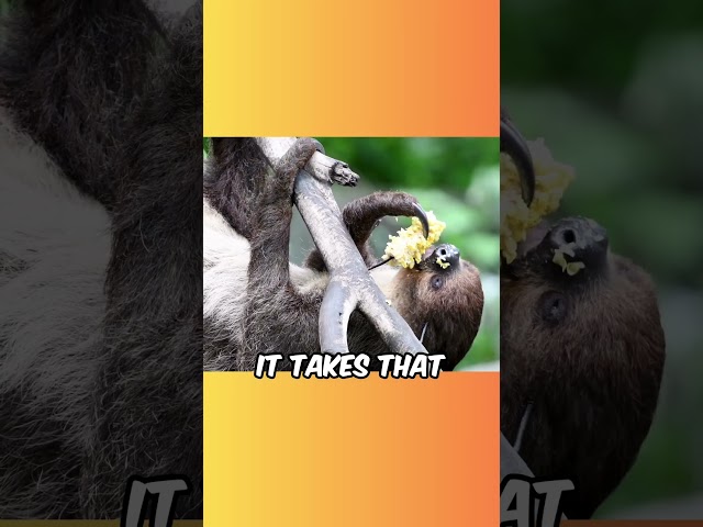 How Often Do Sloths Poop?🦥🦥 💩#animals #animalfacts #shorts