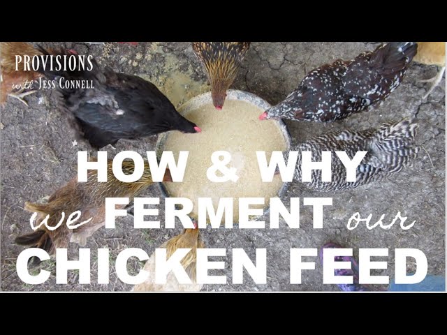 HOW & WHY We Ferment Our Chicken Feed