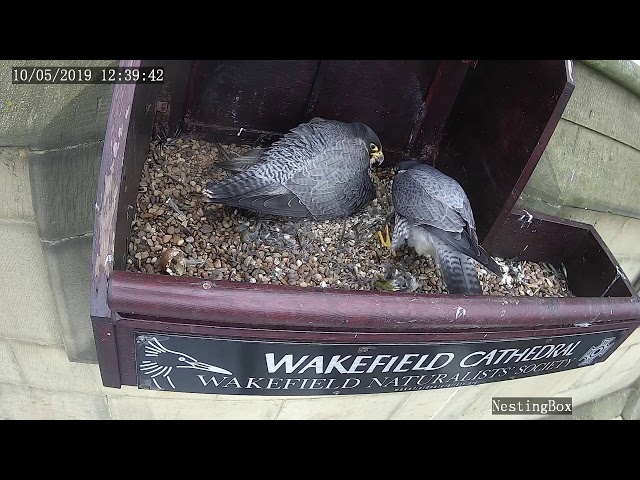 Peregrines Side-By-Side