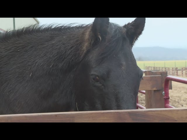 New ranch opening to help teen girls with mental health issues