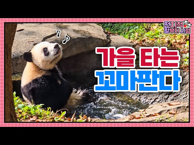 The little bears who feel the fall season adapting to the outdoor playground🐼│Panda World