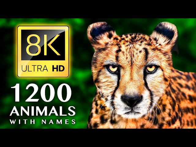 1200 ANIMALS NAMES AND SOUNDS 8K ULTRA HD