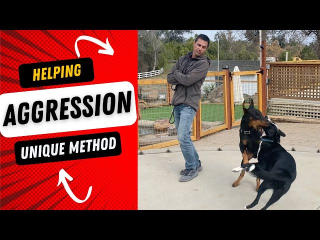 Help dog aggression (Part 1 of 2)