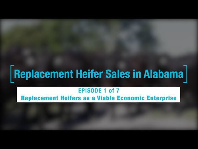 Episode 1 of 7- Replacement heifers as a viable economic enterprise