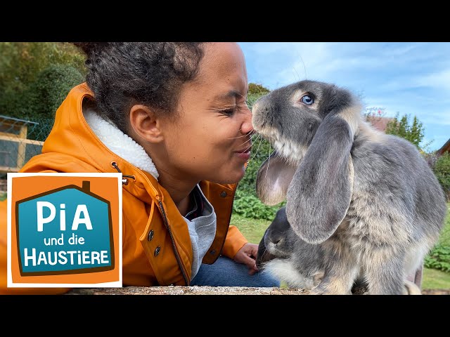 Widderkaninchen | Information für Kinder | Pia und die Haustiere