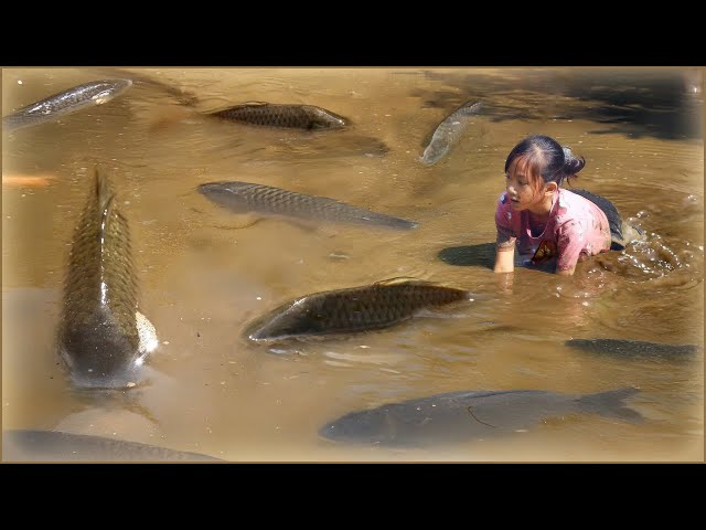 Poor Girl Trap Fishing Skills Uses Bare Hands to Catch Fish Girl Catches Many Big Fish in the Wild