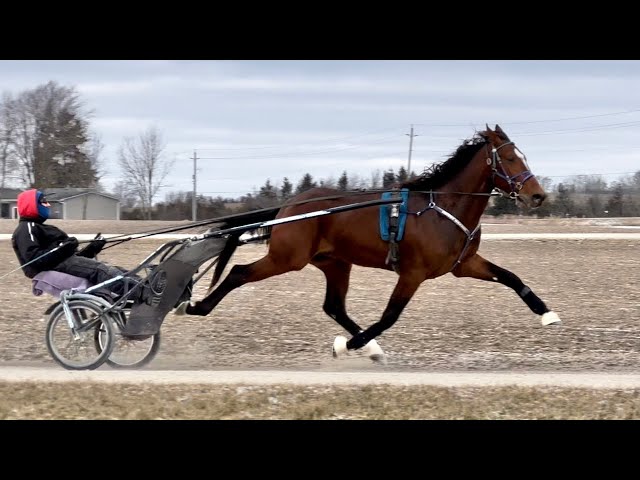 Own A Standardbred Two Year Old Harness Racing Training Day