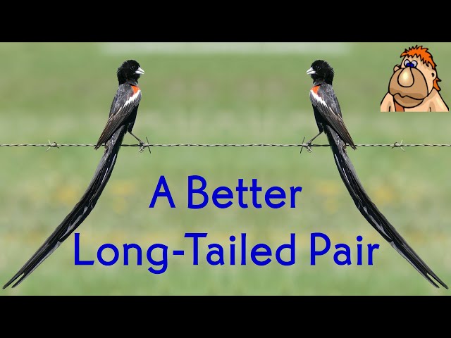 Improving the Long-Tailed Pair (Transistors 101, episode 15)