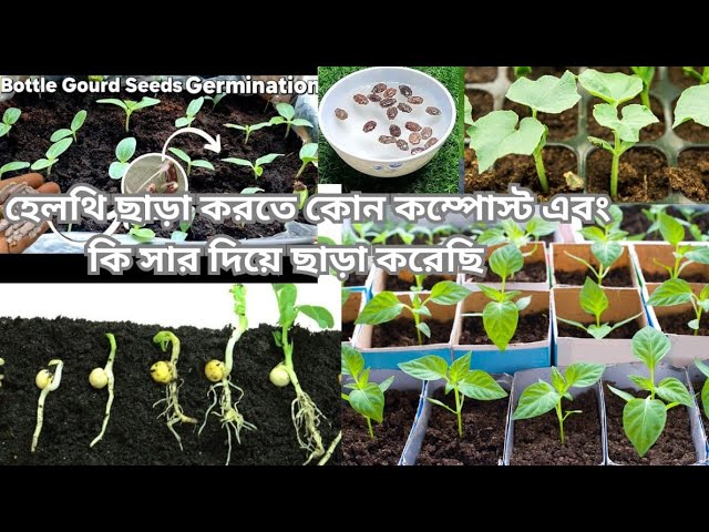 আমার শখের বাগানের লাউ পেপসি গাম কাঁচা মরিচ হেলথি ছাড়া করতে কোন কম্পোস্ট এবং কি সার দিয়ে ছাড়াকরেছি