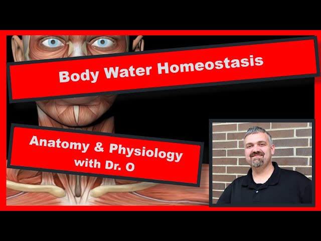 Body Water Homeostasis:  Anatomy and Physiology