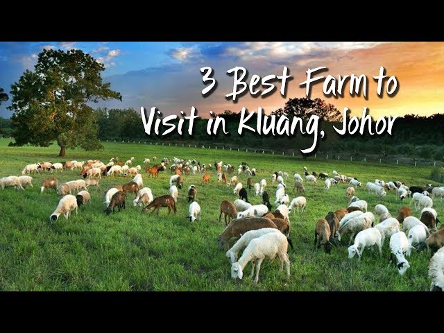 3 Best Farm to Visit in Kluang, Johor | 柔佛州居銮3个最佳农场