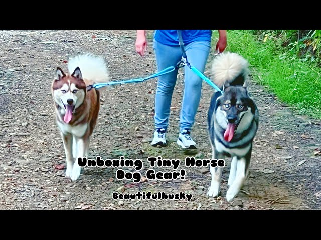 Unboxing Tiny Horse Dog Gear From Canada! #dogs #huskies #doggear