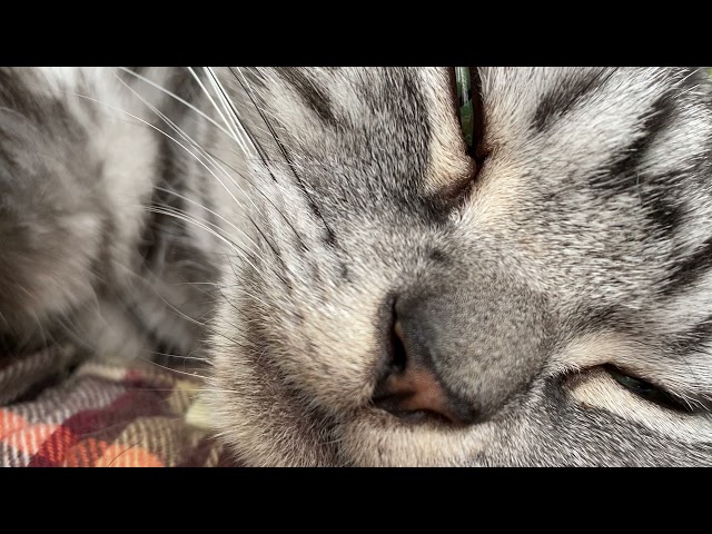 A 45-minute experience of the sleep effects that the purring of a cat can have on humans. [Cat ASMR]