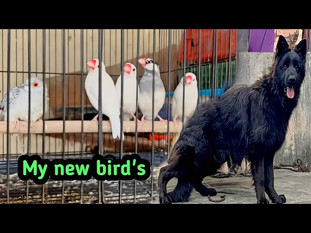 New birds 🦅 entry in the kennel!! Vlog from Jachek kennel!! #dogs #trending #pets #birdslover