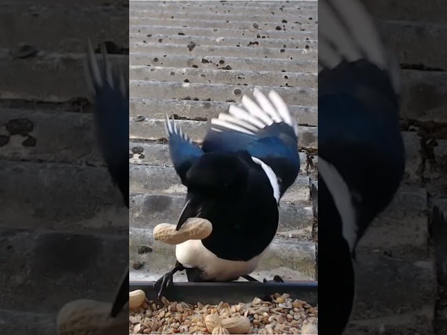 Did You Know? Magpies Can Tell How Good a Nut Is by Its Weight!