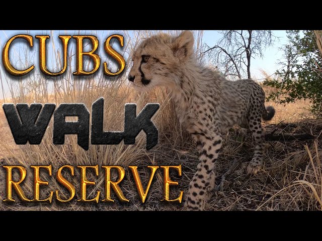 Abi The Cheetah & Her 2nd Litter Of Cubs WALKING In Reserve | Run Play Get Lost & Share A Kill