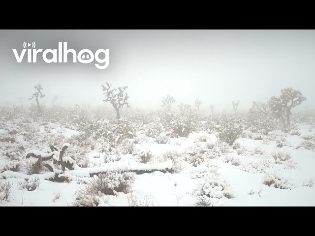 Snowfall in Joshua Tree National Park || ViralHog