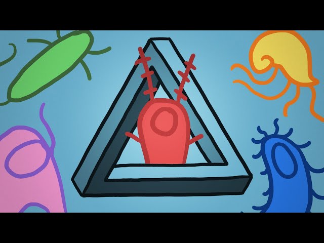 The Plankton Paradox